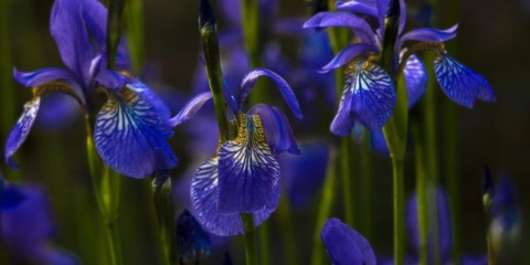 Kada i kako saditi sibirsku peruniku u proljeće, ljeto, jesen